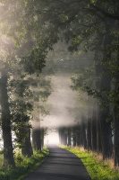 Rays of Fog by Lars Van de Goor Image/poster design © Image Conscious all rights reserved.
